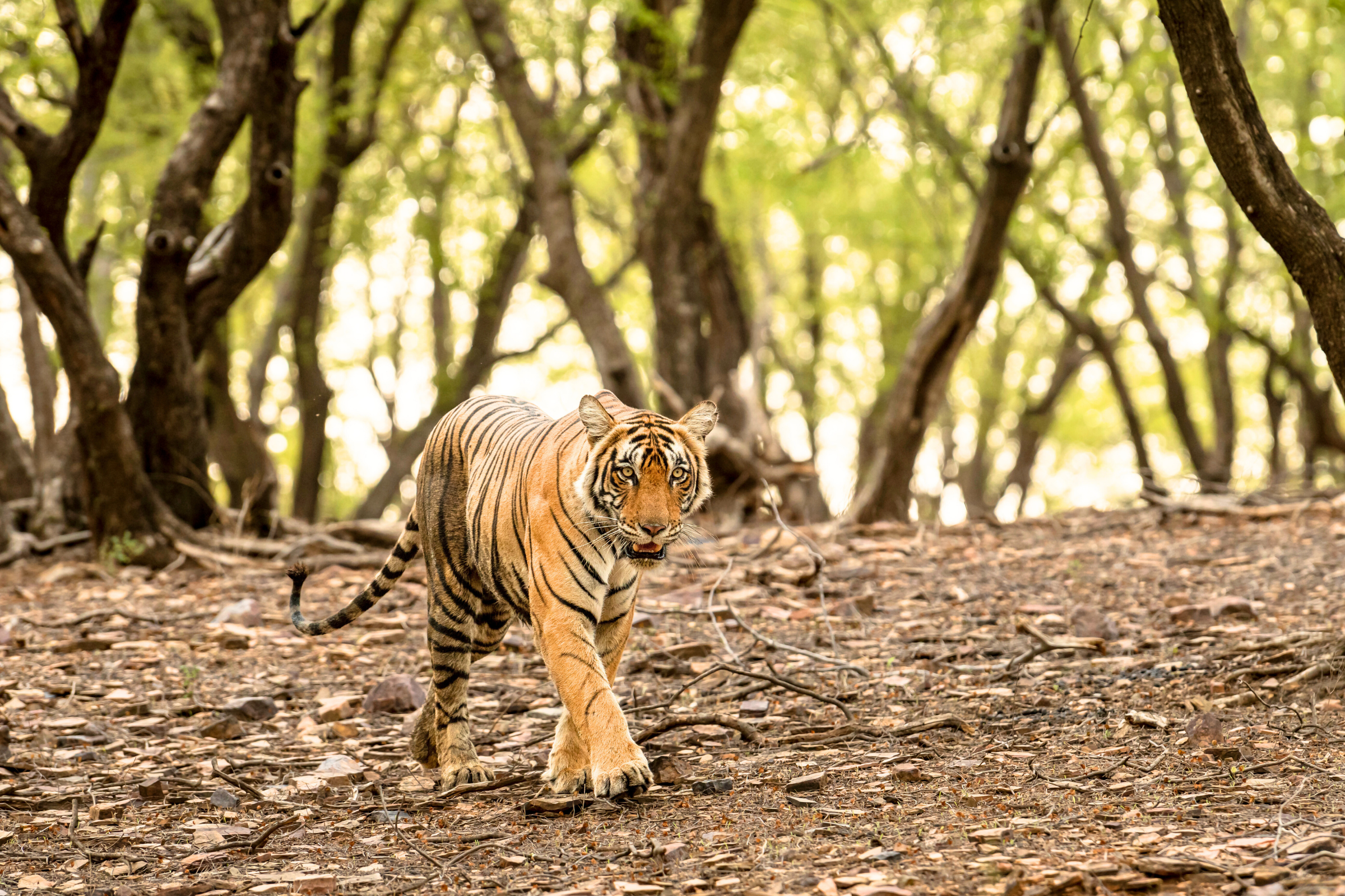 panna tiger reserve.webp